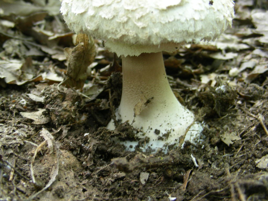 fungo 